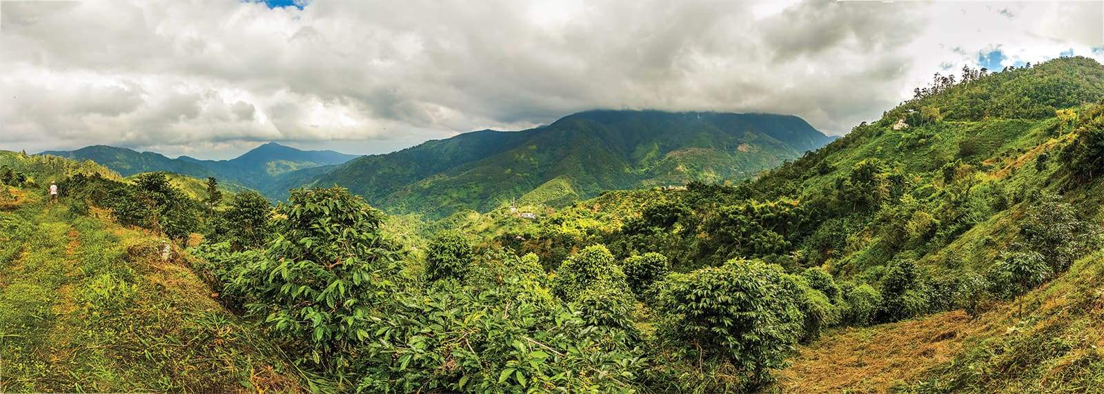 Montagnes de la Jamaïque